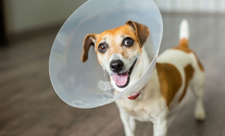 Cadastro aberto para castração social de pets de 10,01 a 30kg