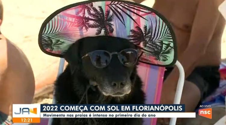 Cachorra de chapéu e óculos em entrevista viraliza na internet