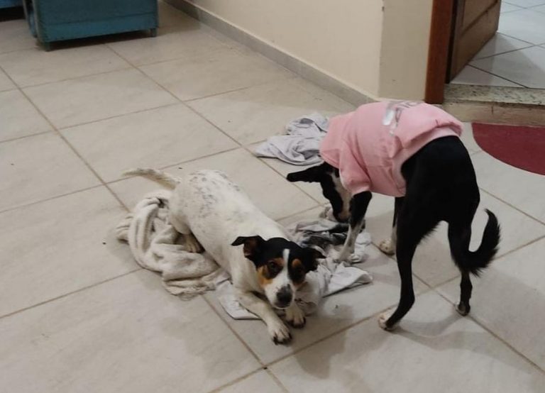 Cadelinhas morrem após serem esquecidas em veículo de pet shop