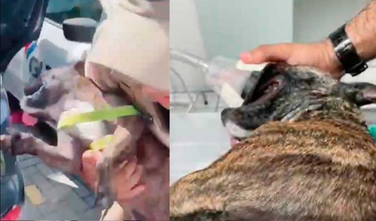 VIDEO: PM salva cachorro abandonado e agonizando dentro de veículo fechado