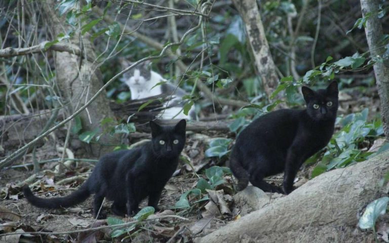 Conheça a ilha brasileira em que 750 gatos vivem sozinhos