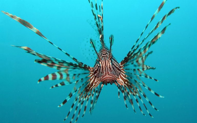 ALERTA: banhistas e pescadores, campanha mostra os perigos do peixe-leão
