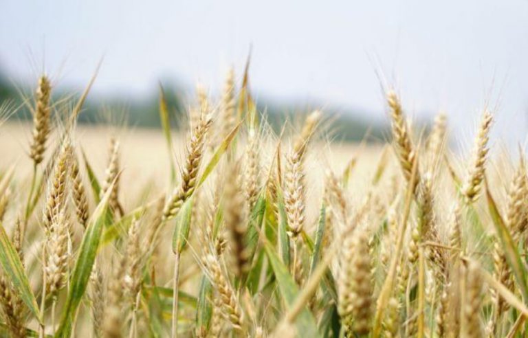 Preço do trigo, milho e óleos vegetais disparam após Guerra na Ucrânia