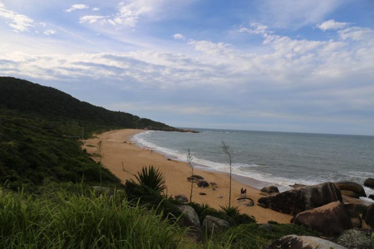 Arvores de espécies não nativas começam a ser removidas das praias da APA Costa Brava
