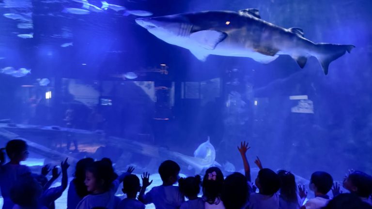 Grupo Oceanic recebe mais de 2 mil alunos em comemoração ao Dia Nacional da Alegria