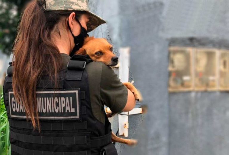20 animais são resgatados com sinais de maus tratos no Centro de Balneário Camboriú