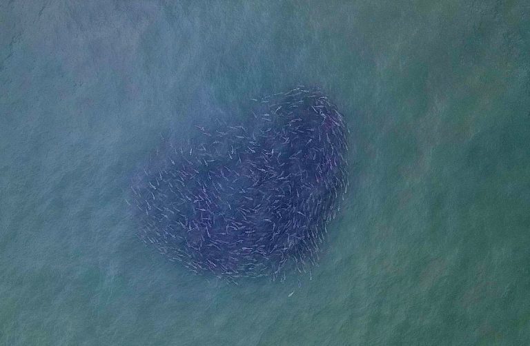 VÍDEO: Cardume de tainha é registrado em imagens aéreas em Balneário Camboriú