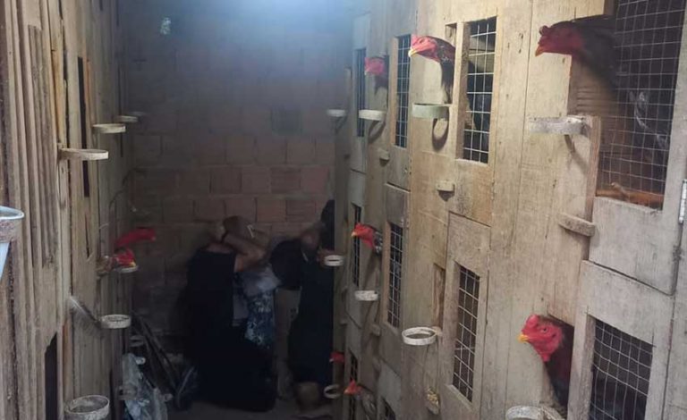 Rinha de galos é descoberta e mais de 30 animais são resgatados em Itapema