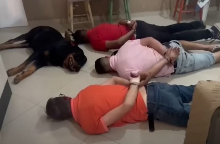 Vídeo: cachorro “se rende” junto a suspeitos em abordagem policial