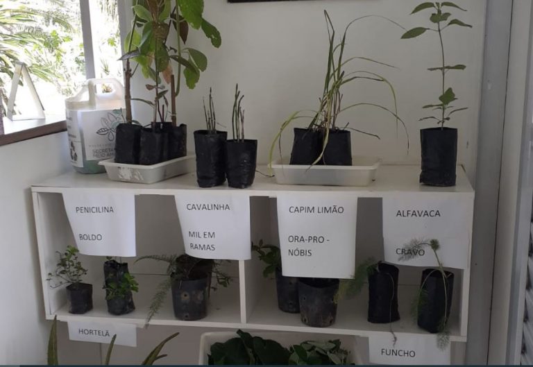 Mudas de plantas medicinais podem ser obtidas gratuitamente no Parque Raimundo Malta