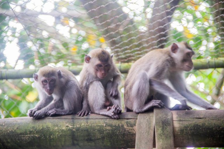 Macaco Iuri tem nova família no Zoo de Balneário Camboriú