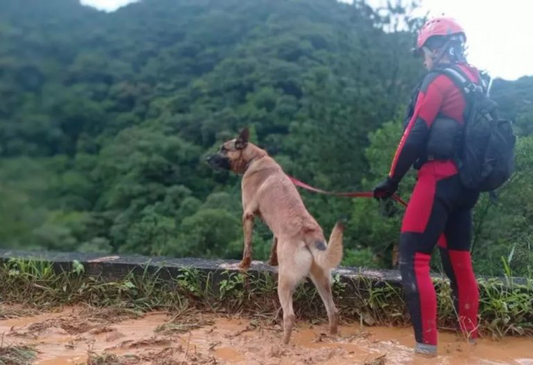 Cão farejador indica local de possível corpo em deslizamento na BR-376