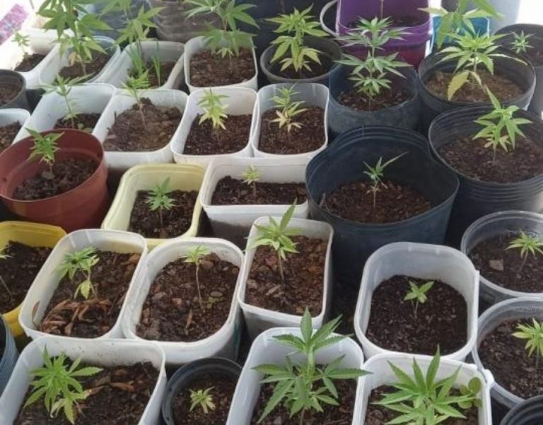 53 pés de maconha são encontrados em sacada de apartamento