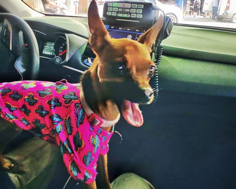 Cão é resgatado pela PM após ser deixado em carro por tutor argentino