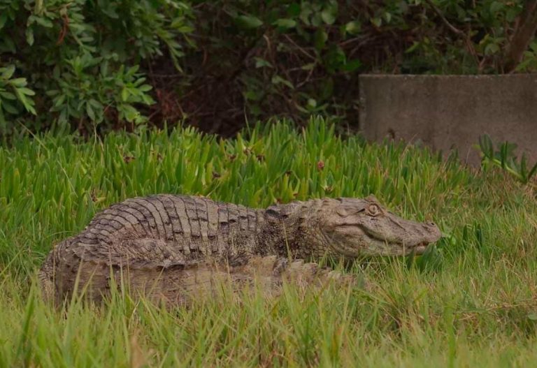 Jacaré resgatado em Floripa é tratado, recuperado e devolvido à natureza pela equipe do Oceanic Aquarium
