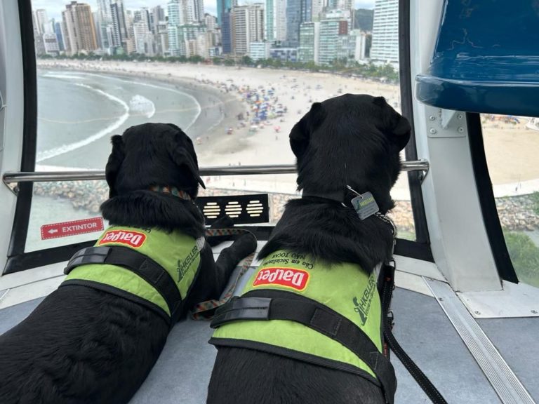 Cães guia fazem treinamento na FG Big Wheel
