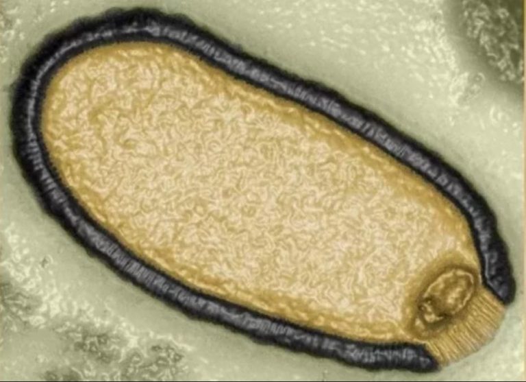 Cientistas revivem vírus de 48.500 anos congelado no permafrost: uma ameaça à saúde pública?