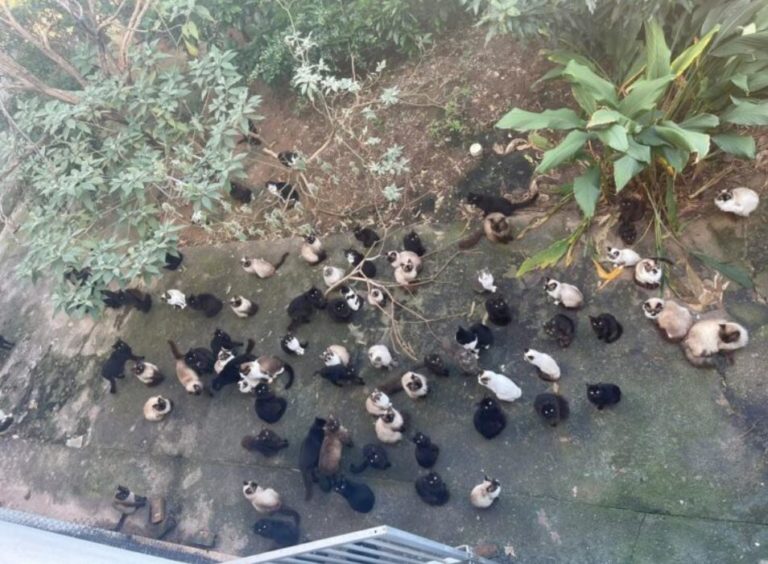 Mulher que manteve 125 gatos em ambiente insalubre é indiciada por maus tratos