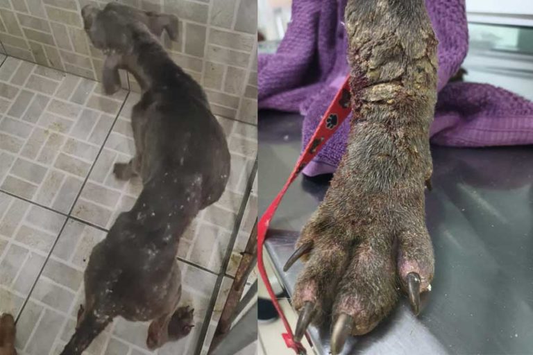 Mulher é detida por maus tratos a animais