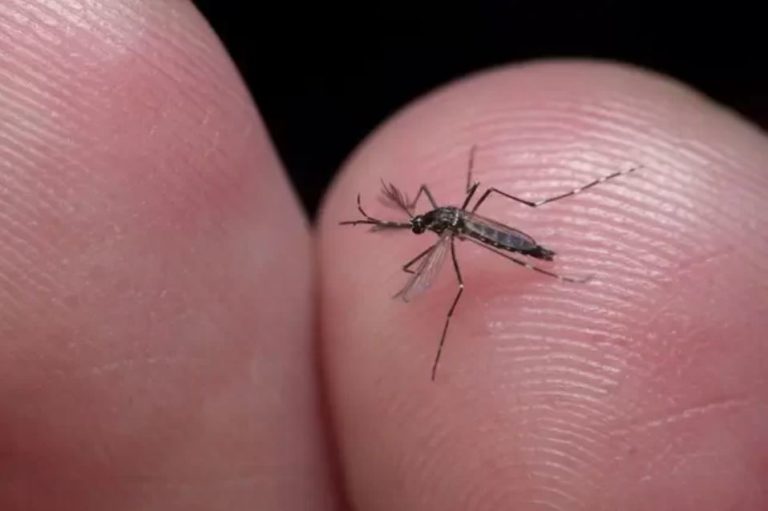 Brasil bate recorde e ultrapassa 5 milhões de casos de Dengue em 2024