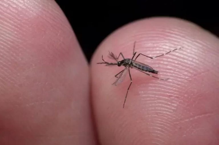 Camboriú tem infestação de focos de mosquito transmissor da dengue