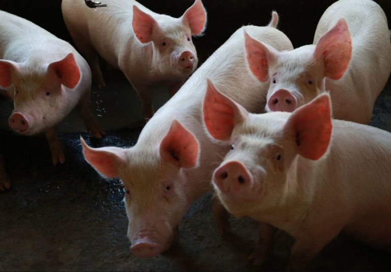 Exportações de carne suína em SC batem recorde histórico para o semestre