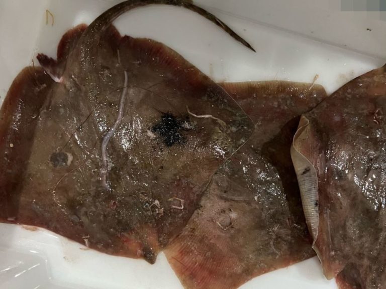 PM Ambiental apreende mais de 7 toneladas de pescados ilegais