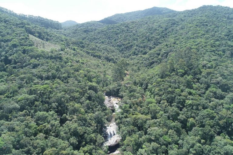 Santa Catarina tem redução no desmatamento da Mata Atlântica em 46%