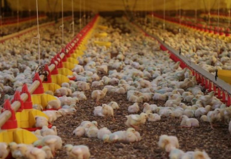 Japão retira embargo de importação de frango catarinense