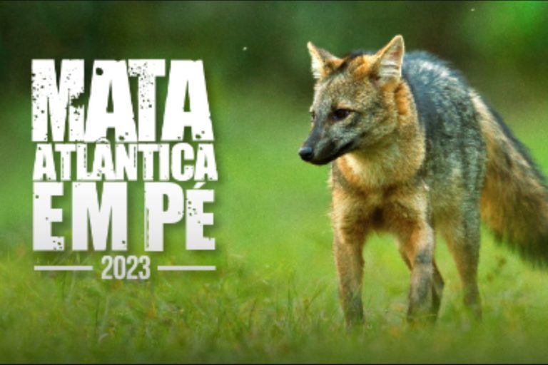 Operação Mata Atlântica em Pé se inicia nesta segunda-feira em Santa Catarina