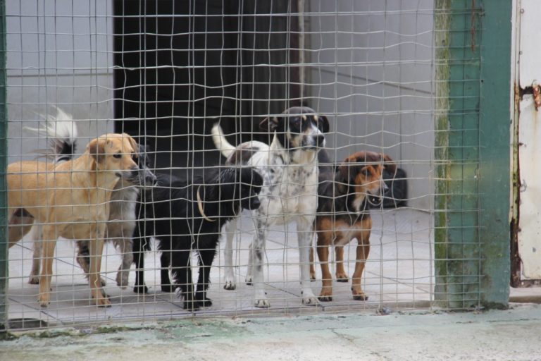 Clínicas veterinárias de BC serão credenciadas para a castração de cães e gatos