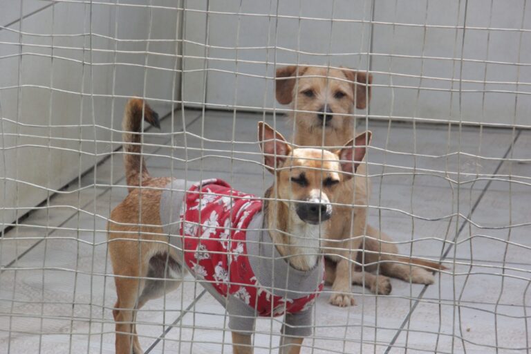BC inscrições para castração de cães e gatos abrem nesta quinta