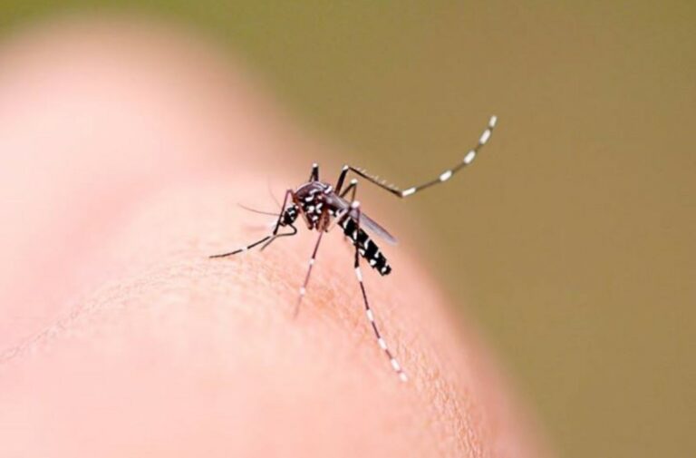 Brasil tem recorde de mortes por dengue em 2023, diz Senan