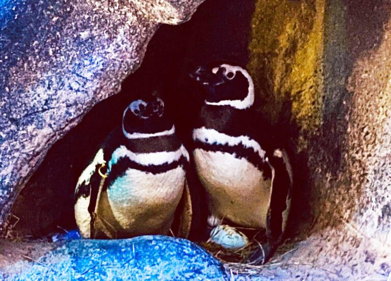 Casal de pinguins Chandler e Rachel a espera de filhotes