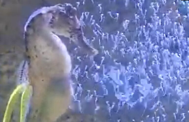 Mais de 300 cavalos-marinhos nascem no Oceanic Aquarium