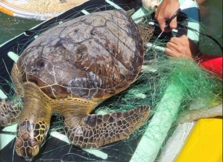 Bombeiros fazem resgate de tartaruga na Praia do Buraco