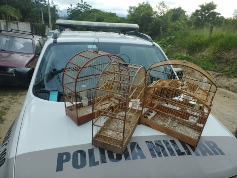 Homem é detido após denúncias de posse de pássaros silvestres