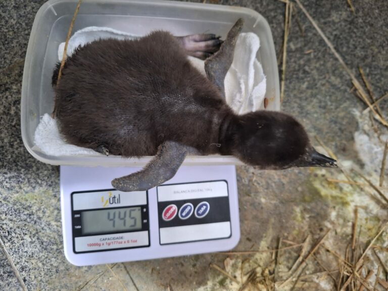 Nasceu o primeiro pinguim no Oceanic Aquarium