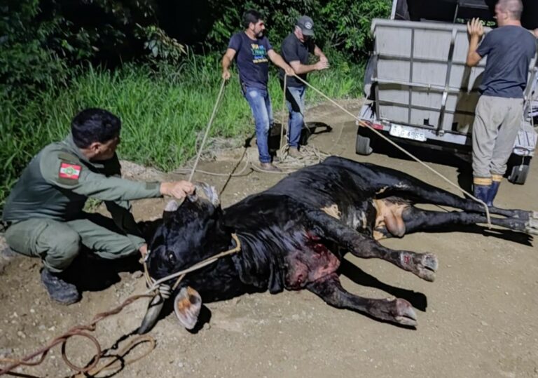 Farra do Boi: Animal ferido é resgatado na Barra