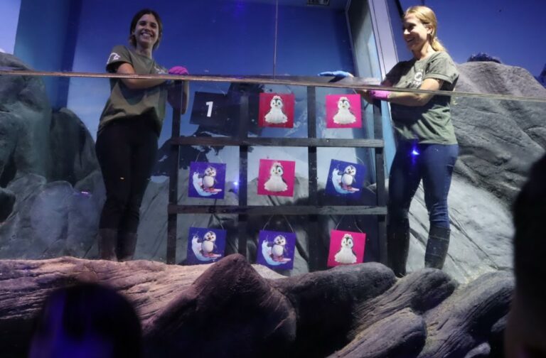 Chá Revelação de filhote de pinguim no Oceanic Aquarium