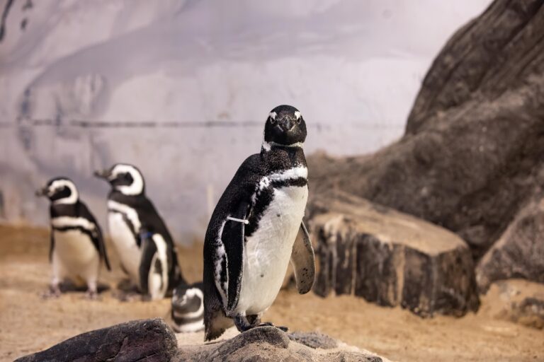 Oceanic Aquarium é o primeiro aquário do Brasil a ser certificado pela ALPZA