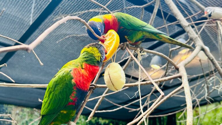 Cestas de frutas e ovos cozidos: a páscoa dos animais do Oceanic Aquarium