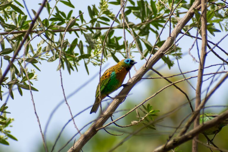 Itapema participa de maior evento mundial de observação de aves