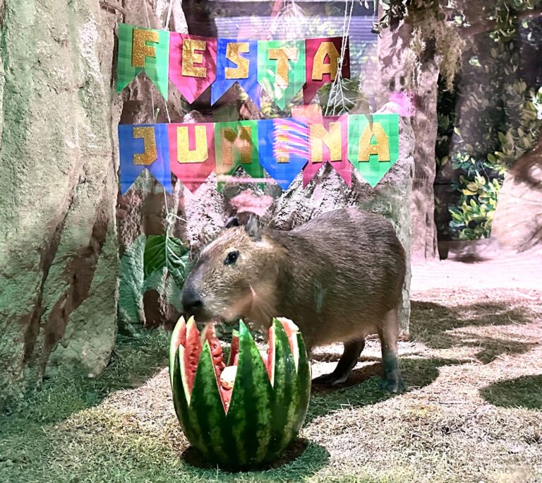 Arraial animal: clima junino chega ao aquário em Balneário Camboriú (SC)