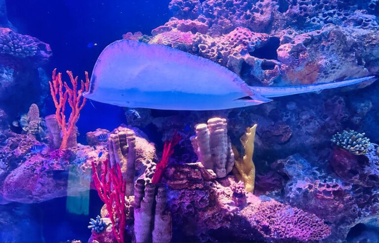 Oceanic Aquarium lança campanha em defesa de raias e tubarões