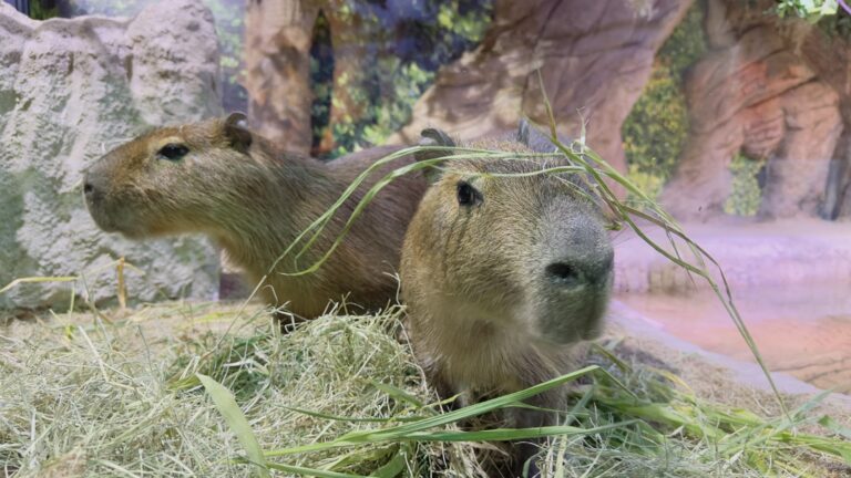 Dia da Capivara: o maior roedor do mundo que virou “xodó” de crianças e adultos