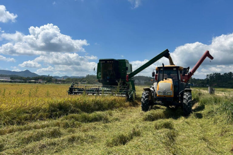 ITAJAÍ RURAL: COLHEITA DO ARROZ TEM EXPECTATIVA DE 8,5 MIL QUILOS POR HECTARE