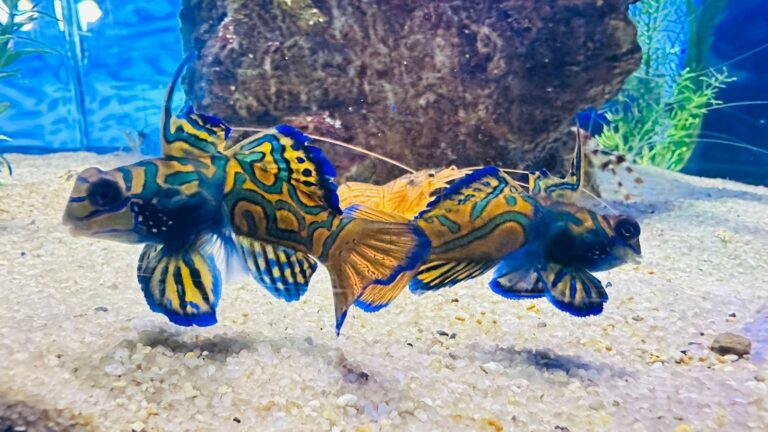 Bateria, brilho e fantasia natural: conheça animais que parecem feitos para o Carnaval