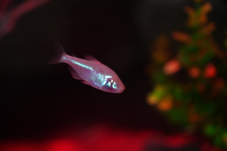 Peixe que perde os olhos ao longo da evolução chega ao Oceanic Aquarium