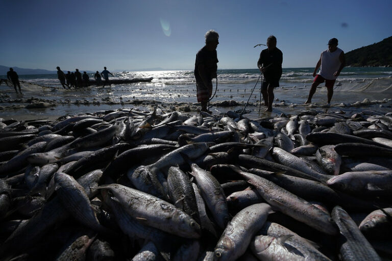 O que muda em Santa Catarina com a nova portaria que estabelece as regras da pesca da tainha para 2026
